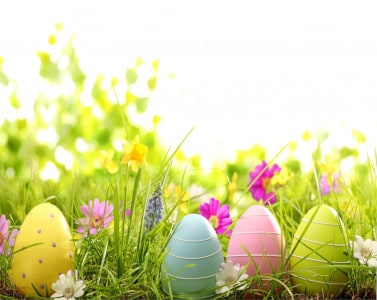 EGGS & FLOWERS 320 x 300 R